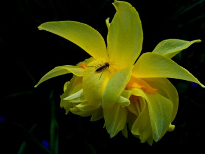 Flower Yellow Plant Flora photo