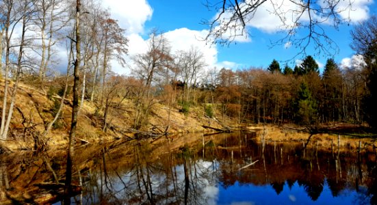 Reflection Water Nature Tree