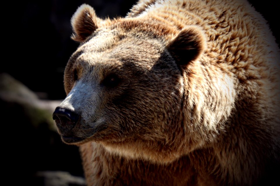 Brown Bear Grizzly Bear Terrestrial Animal Mammal