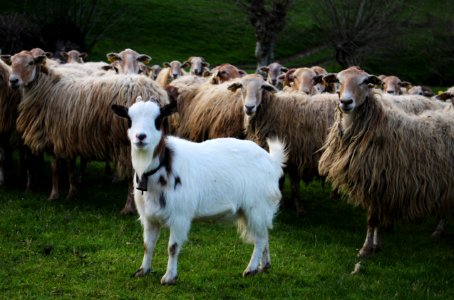 Herd Sheep Pasture Grass