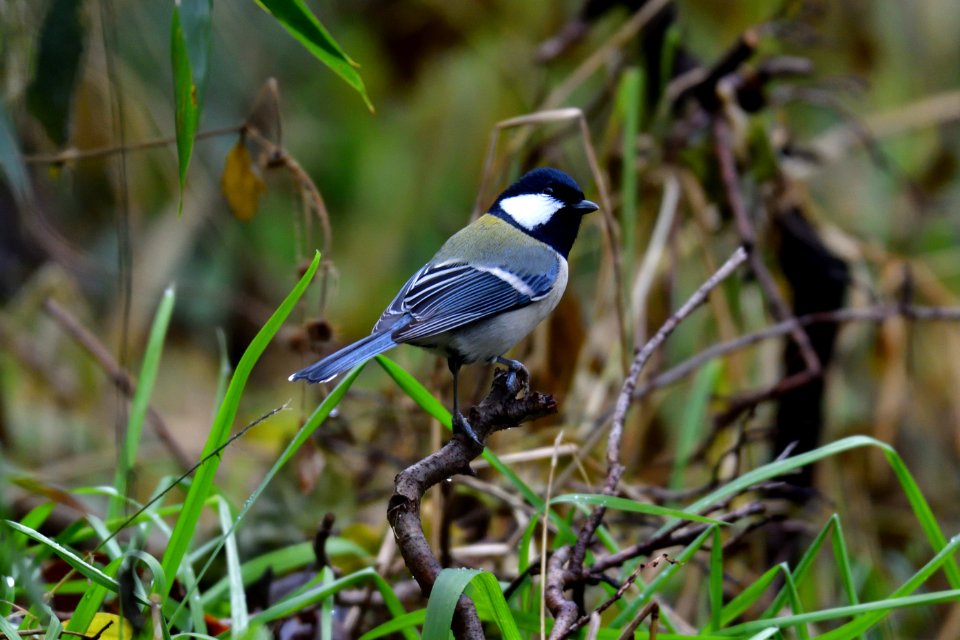 Bird Fauna Beak Wildlife