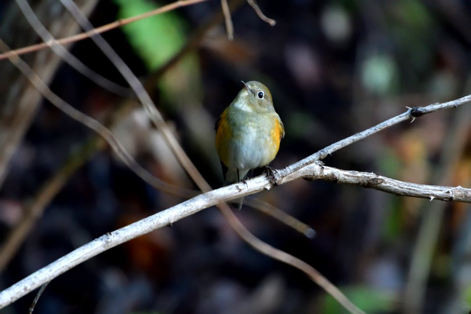 Bird Fauna Beak Branch