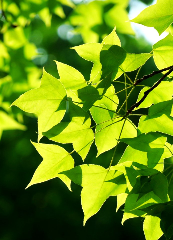 Leaf Green Plant Branch