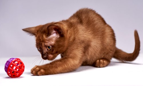 Cat Small To Medium Sized Cats Mammal Cat Like Mammal