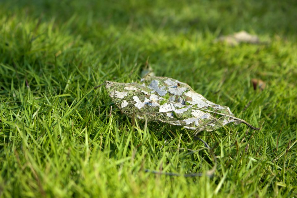 Grass Leaf Plant Grass Family