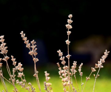 Plant Spring Flower Branch