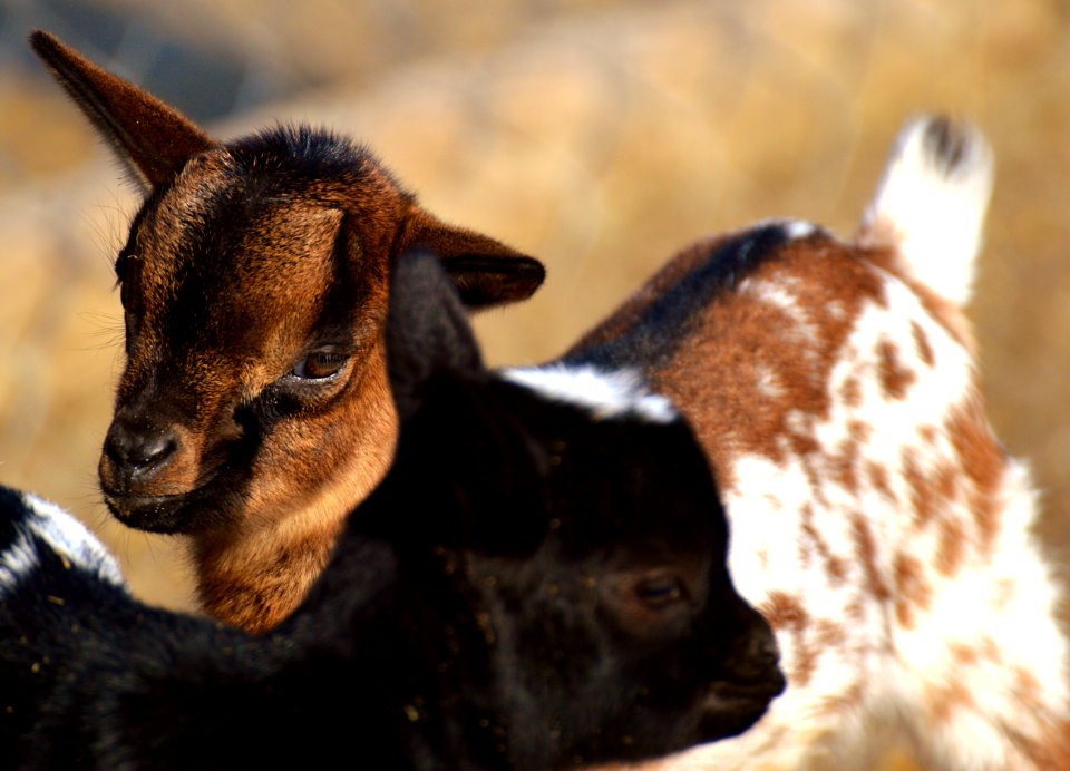 Goats Goat Fauna Cow Goat Family