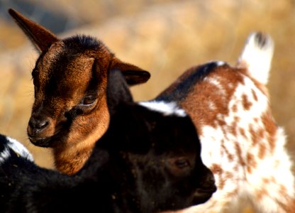 Goats Goat Fauna Cow Goat Family