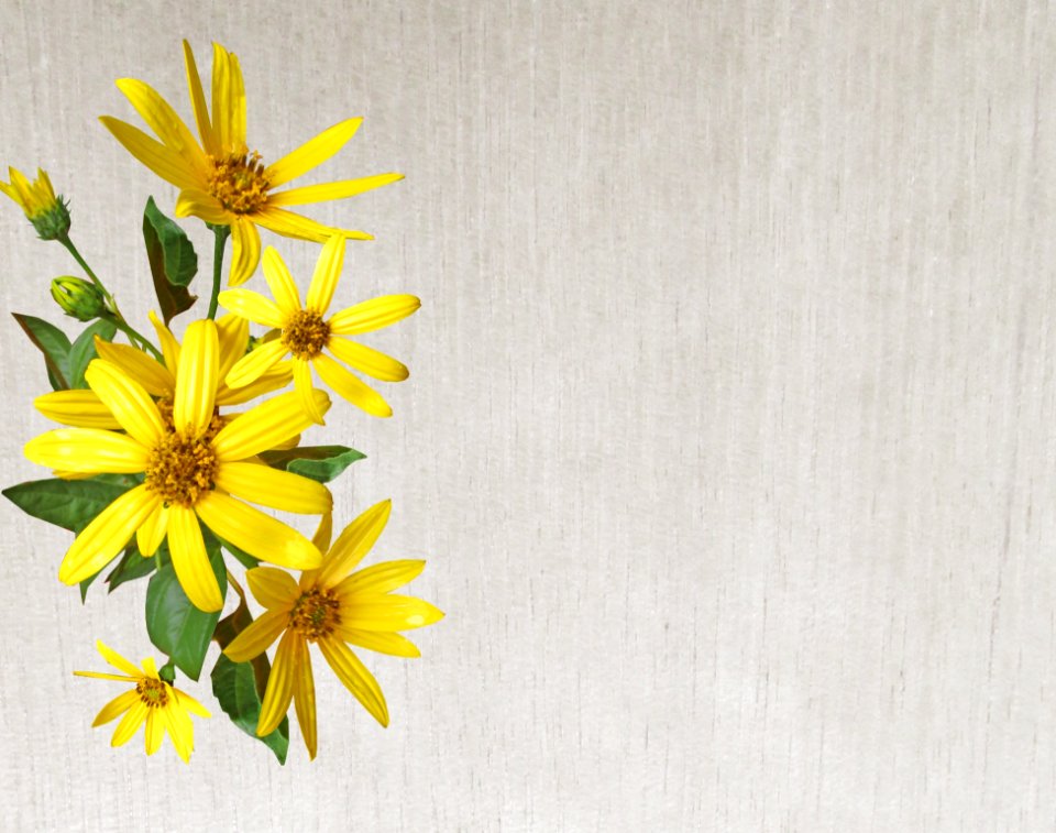 Flower Yellow Flora Flowering Plant