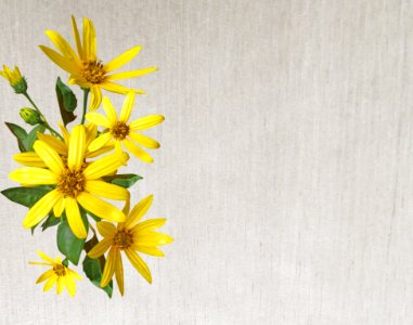 Flower Yellow Flora Flowering Plant