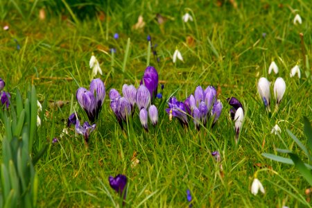 Flower Plant Crocus Flowering Plant