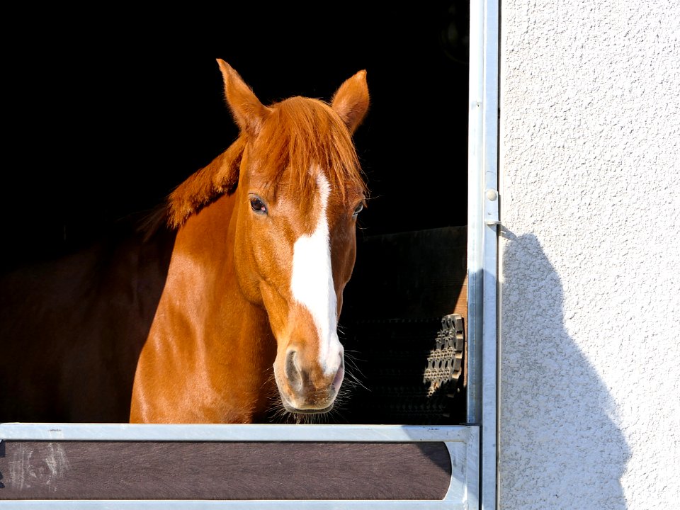 Horse Mane Bridle Horse Like Mammal