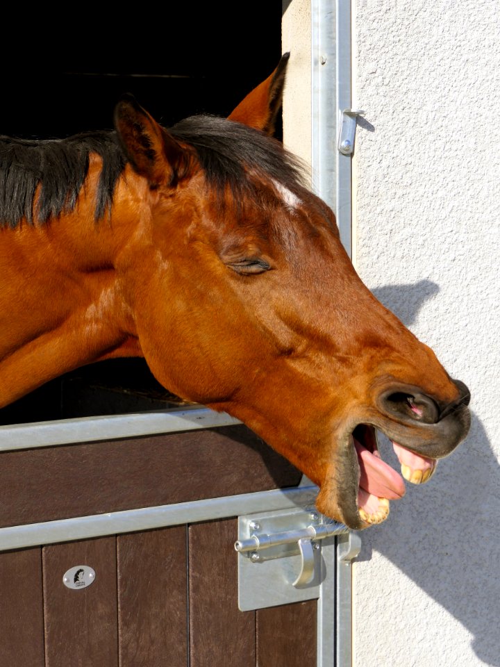 Horse Halter Horse Tack Horse Like Mammal