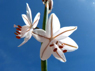 Flower White Plant Flora