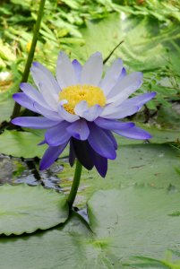 Flower Blue Plant Flora
