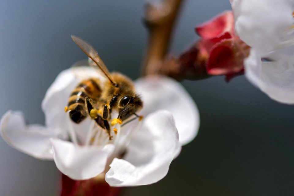 Honey Bee Bee Insect Membrane Winged Insect