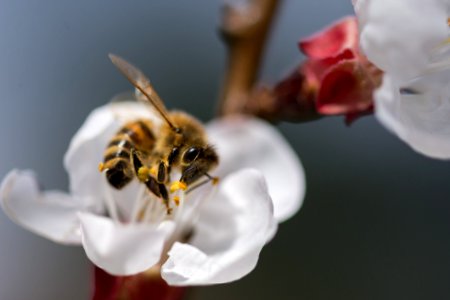 Honey Bee Bee Insect Membrane Winged Insect photo