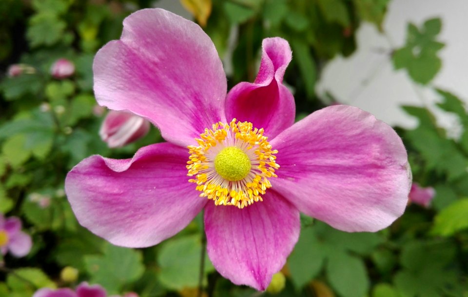 Flower Plant Flowering Plant Petal