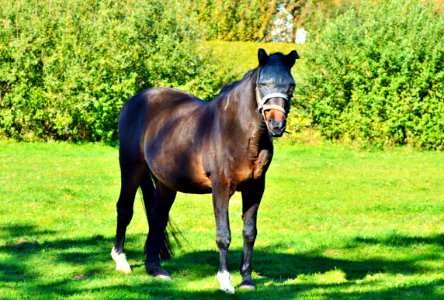 Horse Pasture Stallion Mare