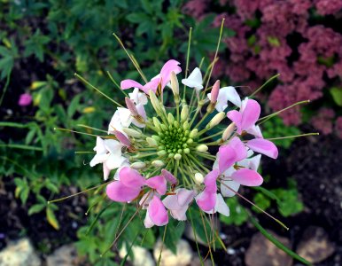 Flower Plant Flora Flowering Plant