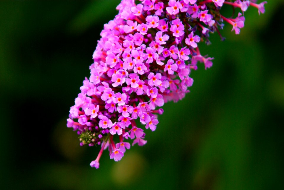 Flower Flowering Plant Flora Plant
