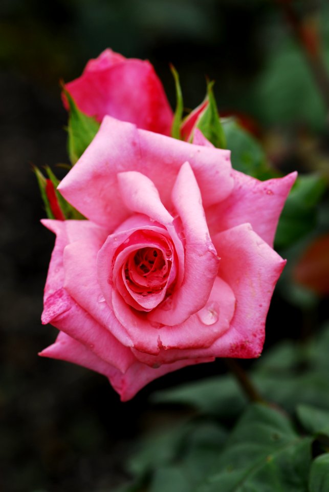 Flower Rose Rose Family Pink