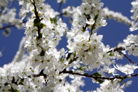 Blossom Branch Spring Tree