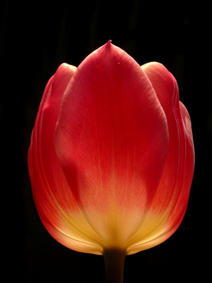 Flower Tulip Flowering Plant Plant