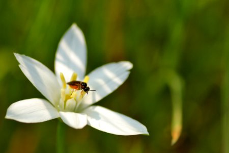 Flower Flora Honey Bee Nectar