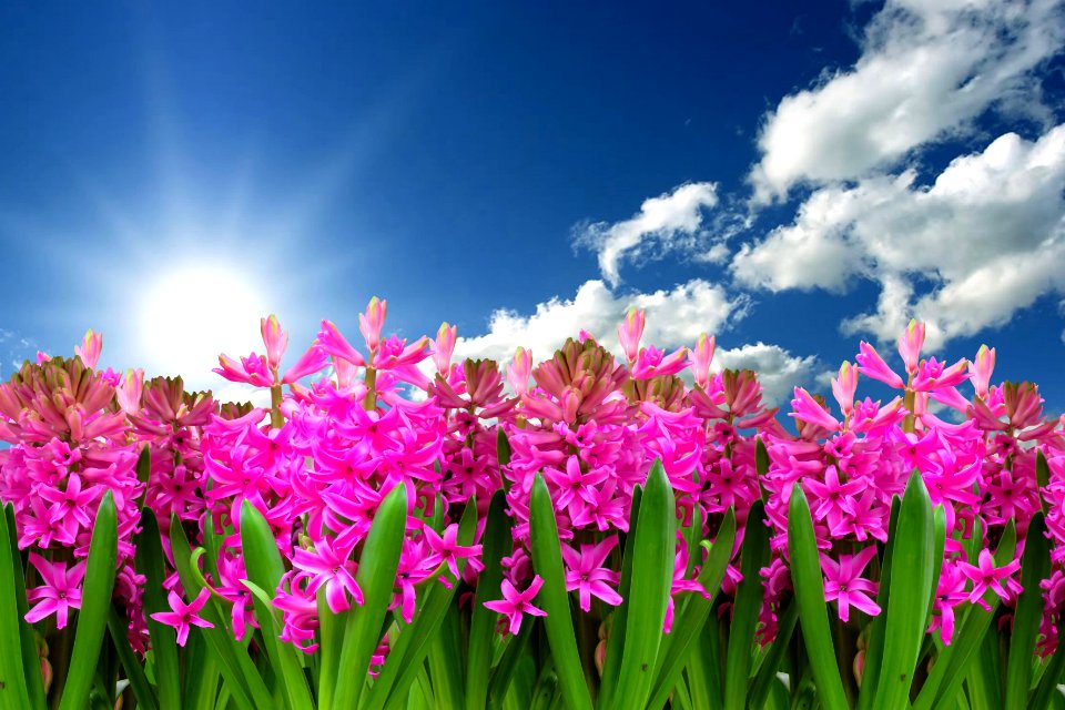 Flower Plant Pink Sky