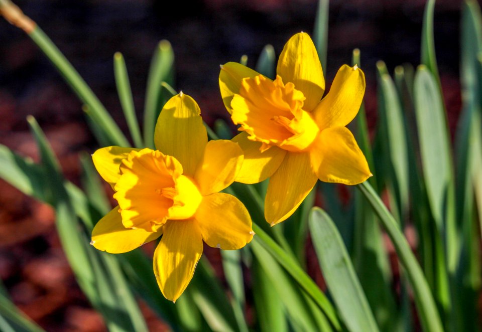 Flower Plant Flowering Plant Yellow