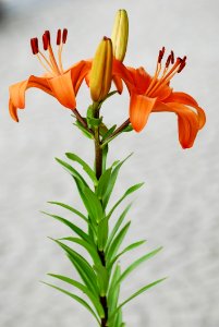 Flower Lily Plant Flowering Plant photo