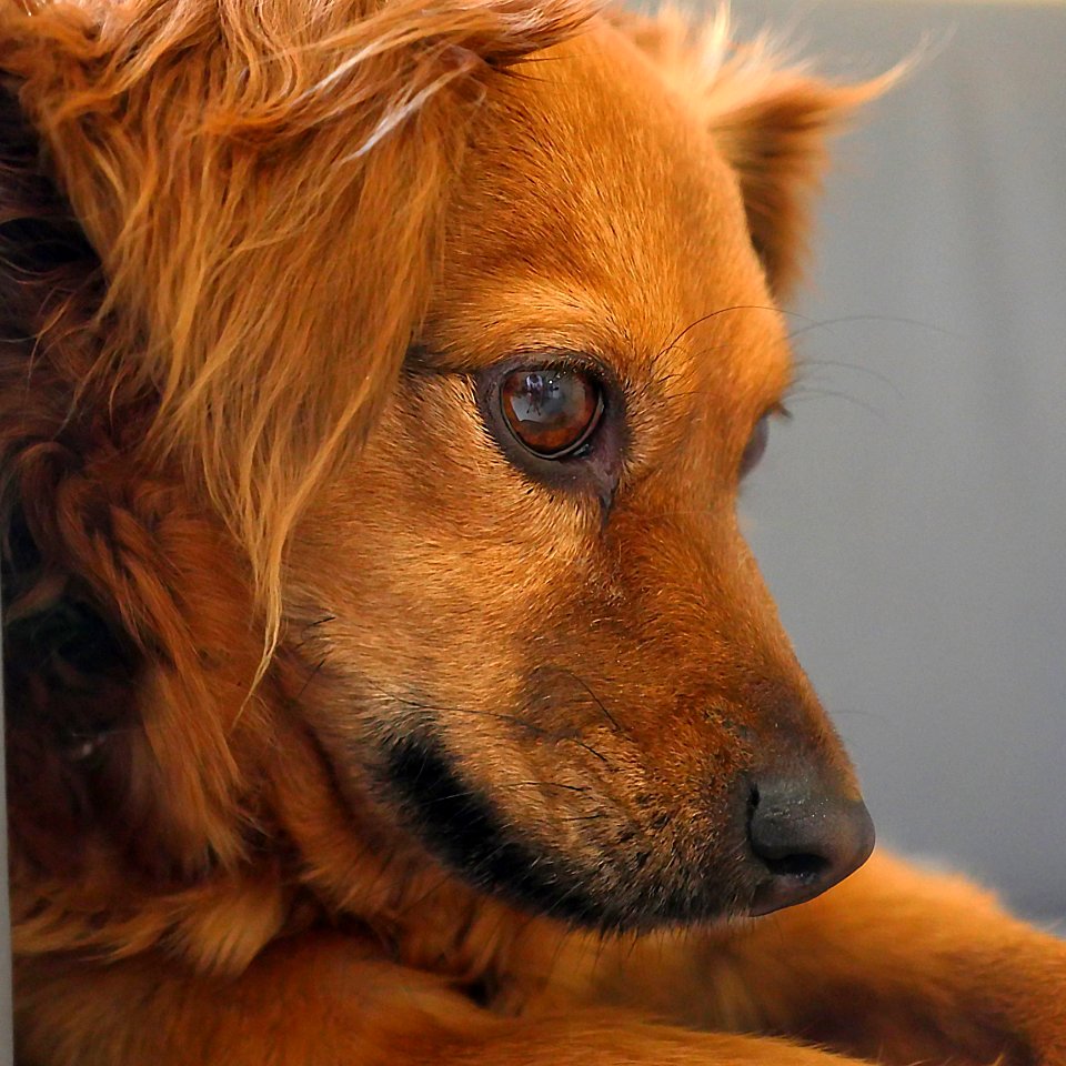 Dog Dog Breed Dog Like Mammal Nose
