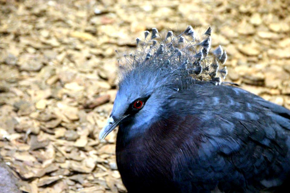 Bird Beak Fauna Feather