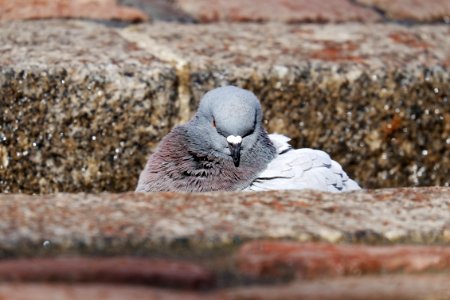 Bird Fauna Beak Pigeons And Doves