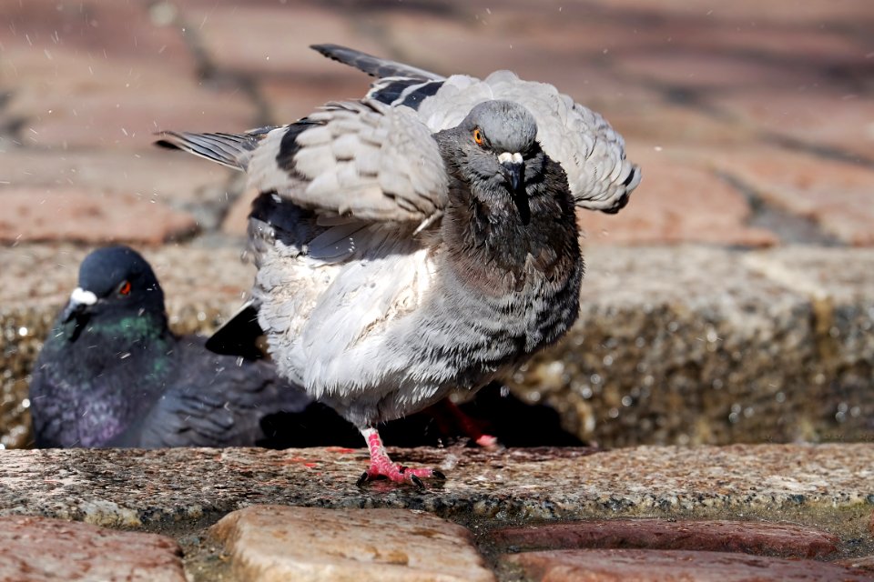 Bird Beak Pigeons And Doves Fauna photo