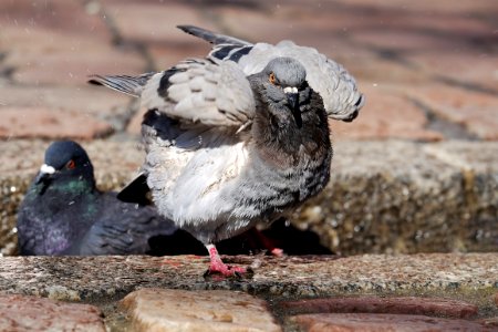 Bird Beak Pigeons And Doves Fauna