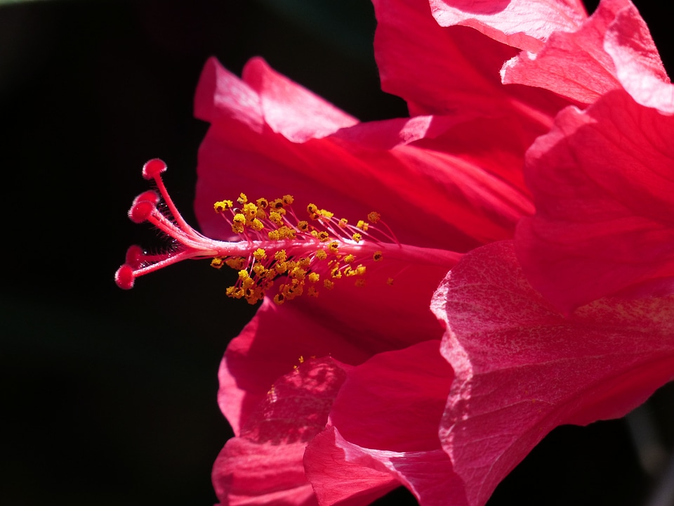 Blossom bloom hibiscus photo