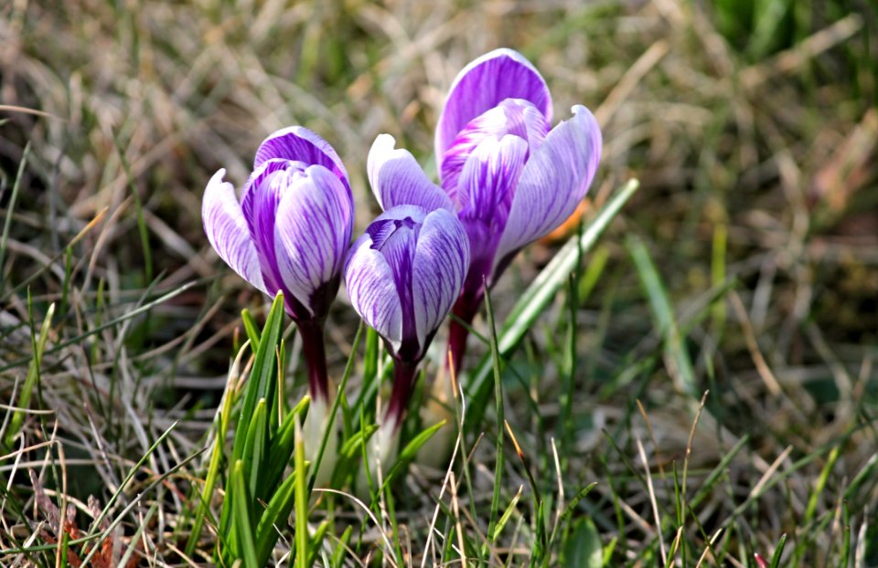 Flower Plant Crocus Flowering Plant