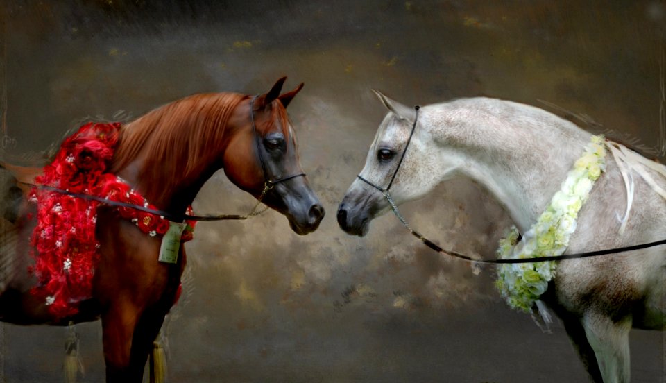 Horse Horse Like Mammal Stallion Mane