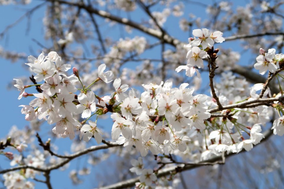 Blossom Flower Branch Spring