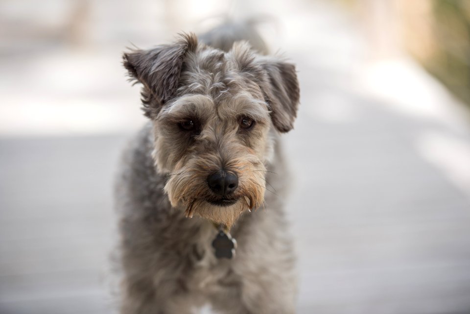 Dog Dog Like Mammal Dog Breed Mammal
