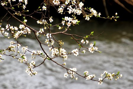 Branch Plant Blossom Flower photo