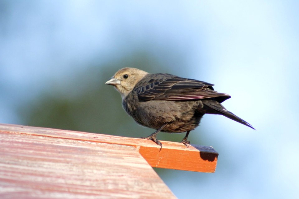 Bird Beak Fauna Feather