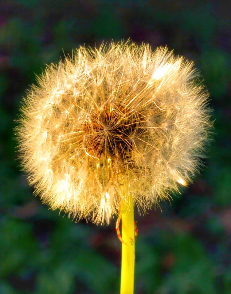 Flower Dandelion Flora Plant