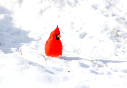 Bird Cardinal Sky Beak photo