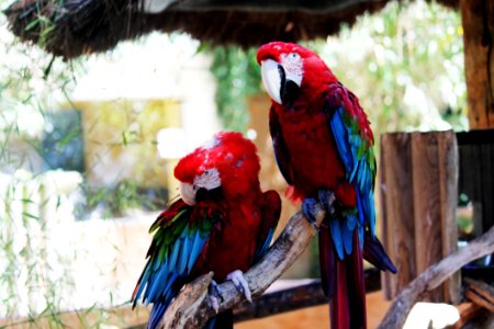 Parrot Macaw Bird Beak photo