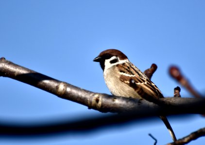 Bird Sparrow House Sparrow Beak photo