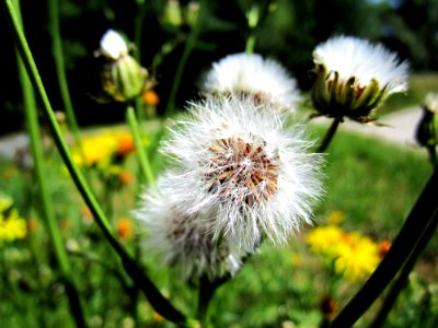 Flower Flora Dandelion Plant photo