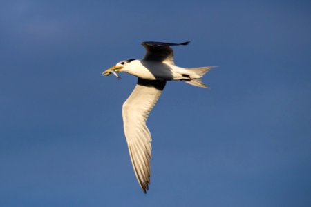 Bird Beak Seabird Sky photo